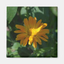 Suche nach marigold magnete Botanisch