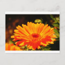 Suche nach orange postkarten Rose