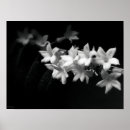 Suche nach jasmin poster Floral