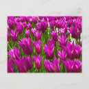 Suche nach keukenhof postkarten Tulpe