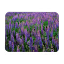 Suche nach lupine magnete Wiese