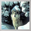 Suche nach wölfe im schnee poster Tiere