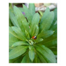 Suche nach ladybug poster Ladyvogel