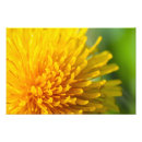 Suche nach taraxacum poster Natur