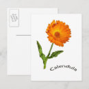 Suche nach ringelblume postkarten Orange
