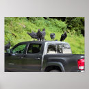 Suche nach geier poster Vögel
