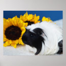 Suche nach pigs poster Für kinder