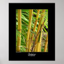 Suche nach bambus blätter poster Natur