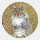 Suche nach niedliches eichhörnchen aufkleber Tierfreund