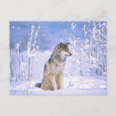 Suche nach timberwolf poster Canis lupus
