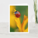 Suche nach stillleben kleine grußkarten Fotografie