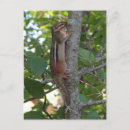 Suche nach der chipmunk postkarten Nagetier