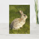 Suche nach aquarell osterkarten Kaninchen