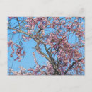 Suche nach kirschblüte baum postkarten Natur
