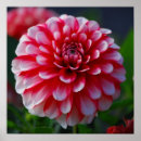 Suche nach macro poster Nature