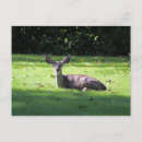 Suche nach rehe postkarten Hirsche