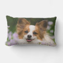 Suche nach papillon kissen Haustier