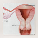 Suche nach anatomie puzzle Menschlicher körper