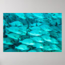 Suche nach bunte fische poster Aquatisch