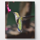 Suche nach kolibrie fotoplatten Kolibris