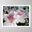 Suche nach rosa azaleen poster Azaleenblüten