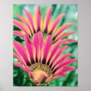 Suche nach hot pink poster Botanisch