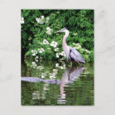 Suche nach großer blauer vogel postkarten Foto