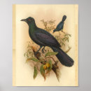 Suche nach vogeldruck poster Drucken