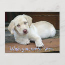 Suche nach gelber labrador postkarten Hund