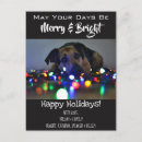 Suche nach katzen und hunde postkarten Für haustiere