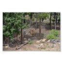 Suche nach mutter und baby poster Wald