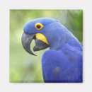 Suche nach brasilien magnete Tierwelt