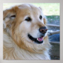 Suche nach ironie poster Golden retriever foto