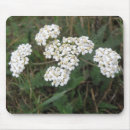 Suche nach weiße wildblumen mousepads Natur