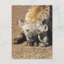 Suche nach hyena postkarten Tierwelt