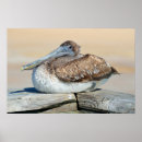 Suche nach seevögel poster Vogelvogel