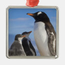 Suche nach pinguin ornamente Familie