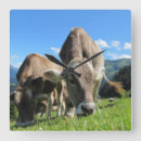 Suche nach cute cow poster Cows