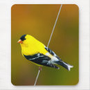 Suche nach singvögel mousepads Wildvogel