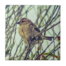 Suche nach spatzen fliesen Vogel