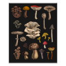 Suche nach mushrooms poster Waldland