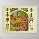 Suche nach vintage biene poster Druck