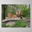 Suche nach löwe und löwin poster Afrikanisch