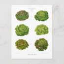 Suche nach salat postkarten Gemüse