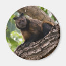 Suche nach niedlicher affe magnete Zoo