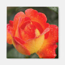 Suche nach orange rose magnete Natur