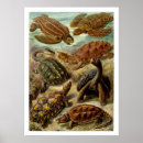 Suche nach chelonia poster Schildkröten