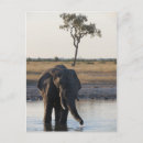 Suche nach afrikanische wild lebende tiere postkarten Elefant