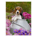 Suche nach funny beagle poster Dog