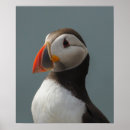Suche nach puffin poster Bird